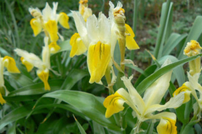 Iris_bucharica_090415_a.jpg