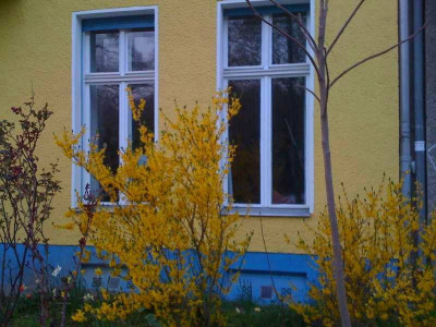 forsythie_sucht_scilla.jpg