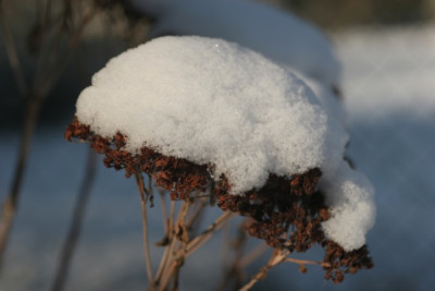 sedum_1472.jpg