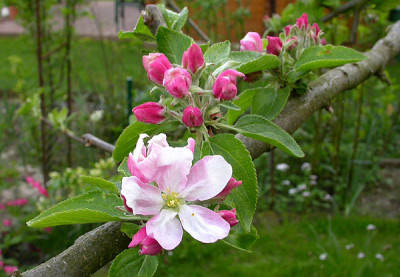 Alkmene_15.4.09.jpg