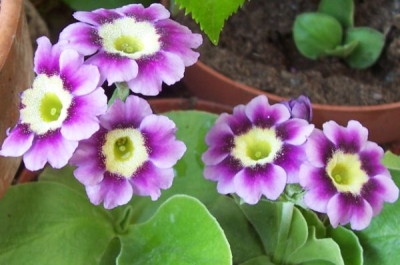 000_3593_Aurikel_violett.jpg