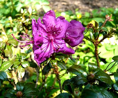 Rhododendron_saluenense_fars_2009.jpg
