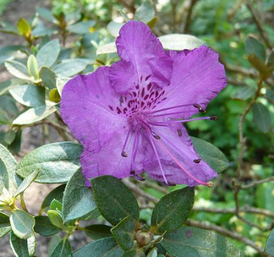 Rhododendron_saluenense_2_fars_2009.jpg