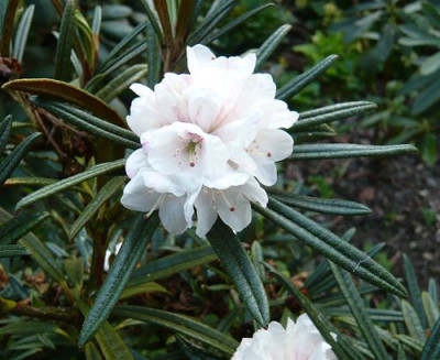 Rhododendron_roxieanum_var._oreonastes_fars_2009.jpg