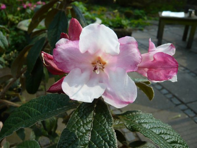 Rhododendron_edgeworthii_fars_2009.jpg