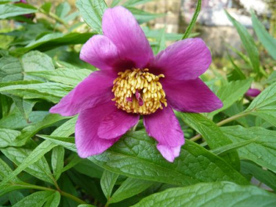 Paeonia_veitchii_fars_2009.jpg