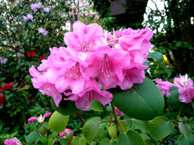 Rhododendron_orbiculare_fars_2009.jpg