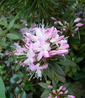 Rhododendron_racemosum_fars_2009.jpg