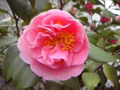 PICT2537-1.JPG