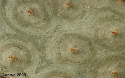 opuntie_geschenkt_detail_2009-04_comp.jpg