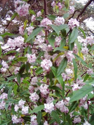 Daphne_JPostill1.jpg