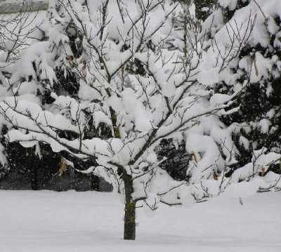 schnee_maroni.jpg