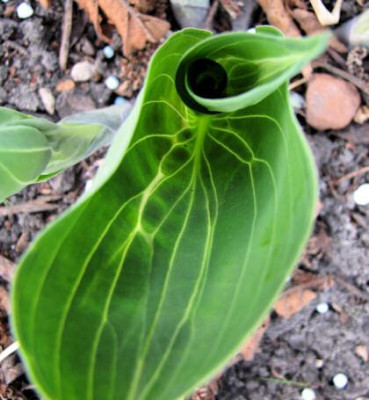 Image3_hos1.jpg