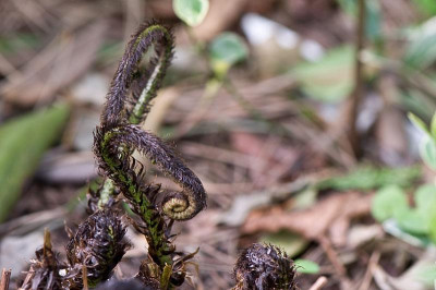 Dryopteris-atrata-Apr1609.jpg