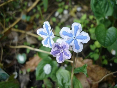 Groenanderung_April_2009_053.jpg