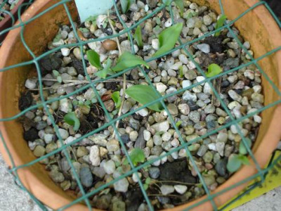Groenanderung_April_2009_077.jpg