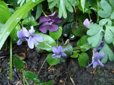 Groenanderung_April_2009_022.jpg