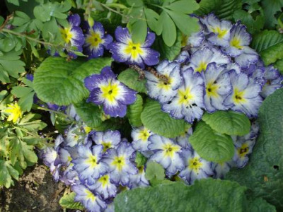 Groenanderung_April_2009_080.jpg