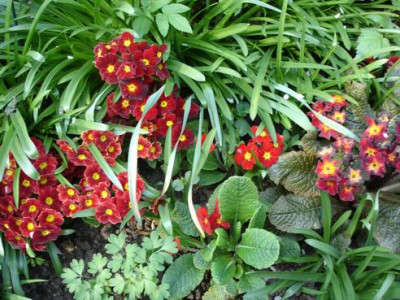 Groenanderung_April_2009_067.jpg