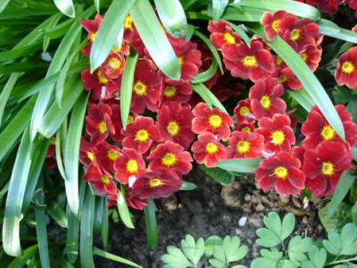 Groenanderung_April_2009_065.jpg