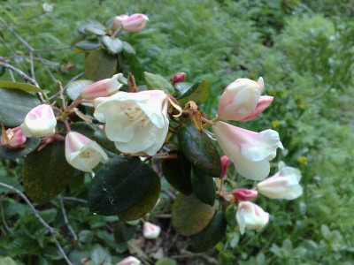 Kopie_von_17042009Rh.williamsianum.jpg