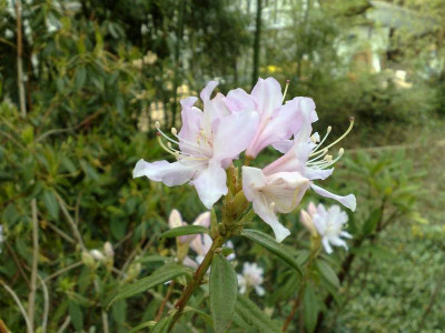 Kopie_von_17042009Rh.yunnanense_chartophyllum.jpg