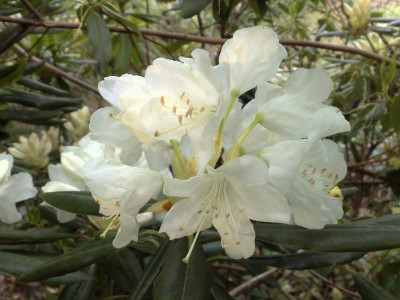 Kopie_von_17042009Rh.hyperythrum.jpg