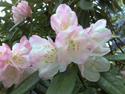 Kopie_von_17042009Rh.anwheiense02.jpg