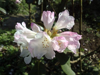 Kopie_von_16042009Rh.bureavii_RBG.jpg