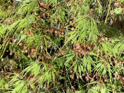 Kopie_von_16042009Acer_palmatum_dissectum_viridescens.jpg