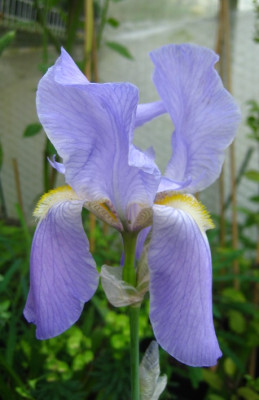 Iris_sp_17.04.2009.JPG