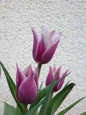 Tulpe_Ballade_900x1000_80KB.jpg
