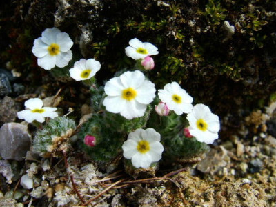 Androsace_muscoidea_a.JPG
