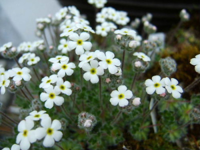 DSCF2481.JPG