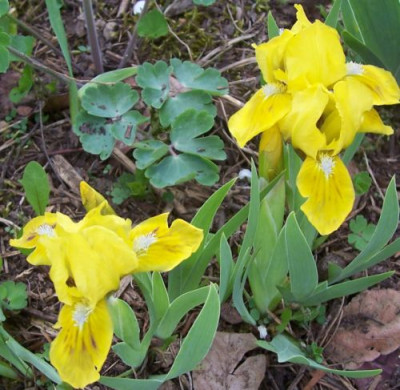 000_3598_erste_gelbe_Iris.jpg