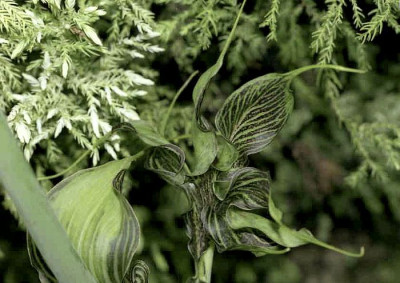 Arisaema_ciliatum_liubaense_gusman.jpg