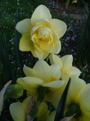 2009-04-17_18-46-14_-_DSC07084.JPG