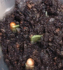 arisaema_24.01..JPG