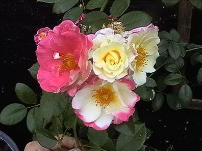 Citron_Fraise1009_08_2004.jpg