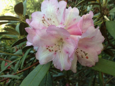 Kopie_von_18042009Rh.arboreum_ssp.cinnamomeum_var.roseum_Bu_186_02.jpg