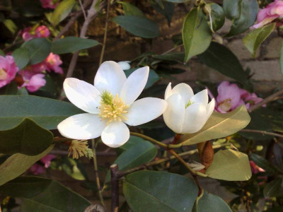 Kopie_von_18042009Magnolia_crassipes.jpg