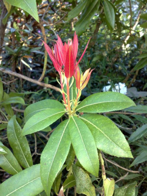 Kopie_von_18042009Pieris_formosa_ssp.forrestii.jpg