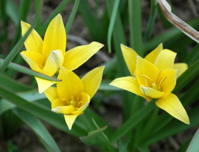 Wildtulpen_Urumiensis_0010__43741.jpg