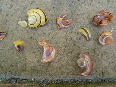 drosselschmiede.jpg