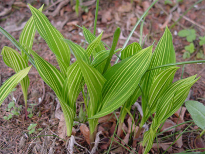 Convallaria_majalis_Vari.jpg