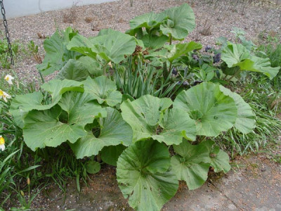 226_pestasites_jap_gigant.jpg