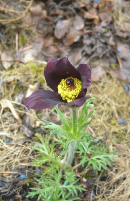 Pulsatilla_unbekannt_fars_2009.jpg