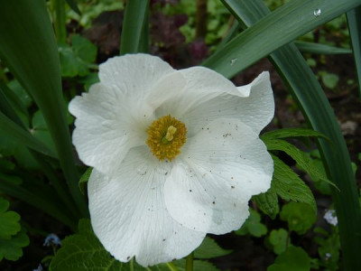 Glaucidium_palmatum_fars_2009.jpg