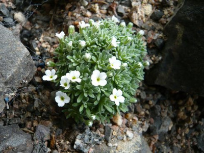 Androsace_aber_welches_fars_2009.jpg