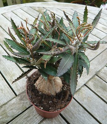Euphorbia_unsicher_fars_2009.jpg